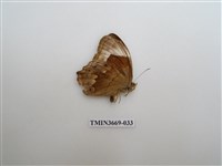 藏品(眼蝶科)的圖片